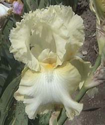 image/pjpeg