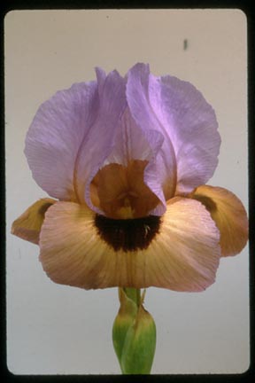 JPEG image