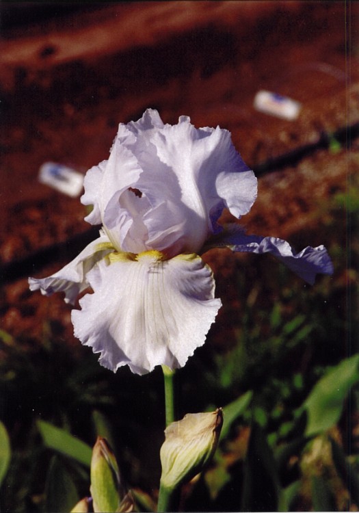 JPEG image