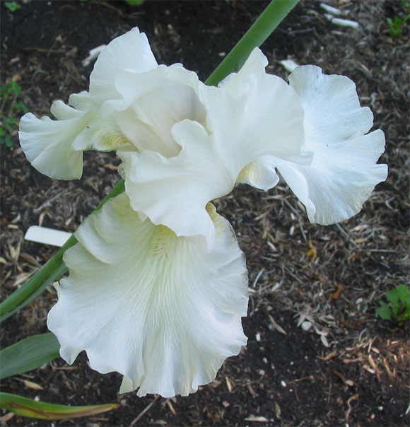JPEG image