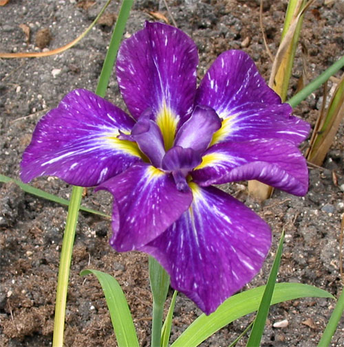 JPEG image