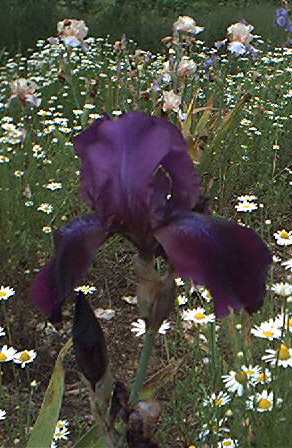 JPEG image