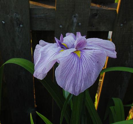 JPEG image
