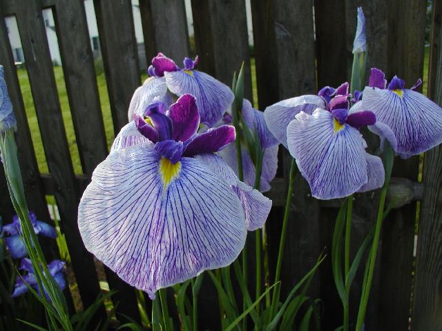 JPEG image
