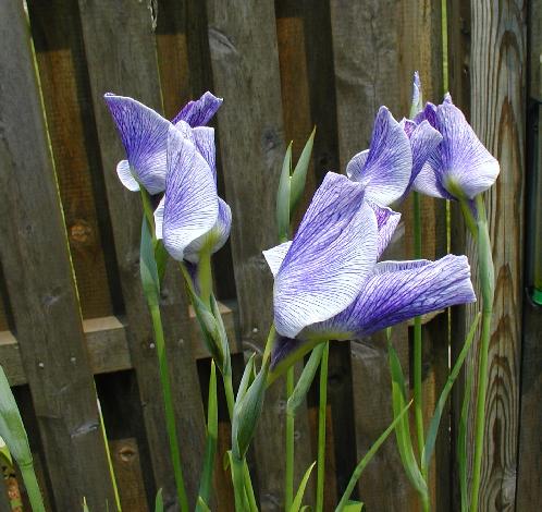 JPEG image