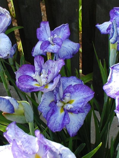 JPEG image