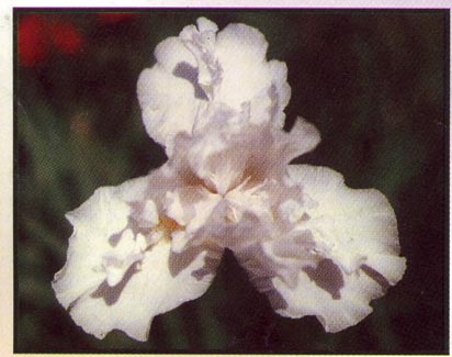 JPEG image