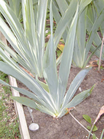 JPEG image