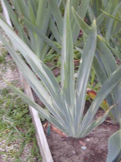 JPEG image