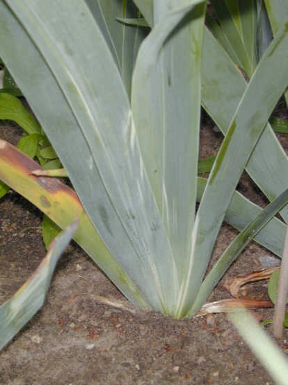 JPEG image