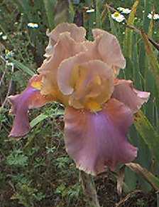 JPEG image
