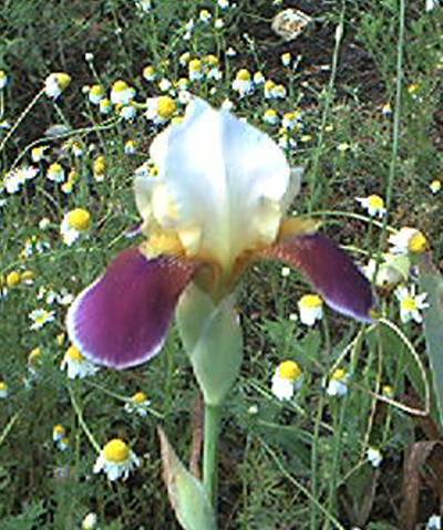 JPEG image