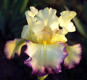 JPEG image
