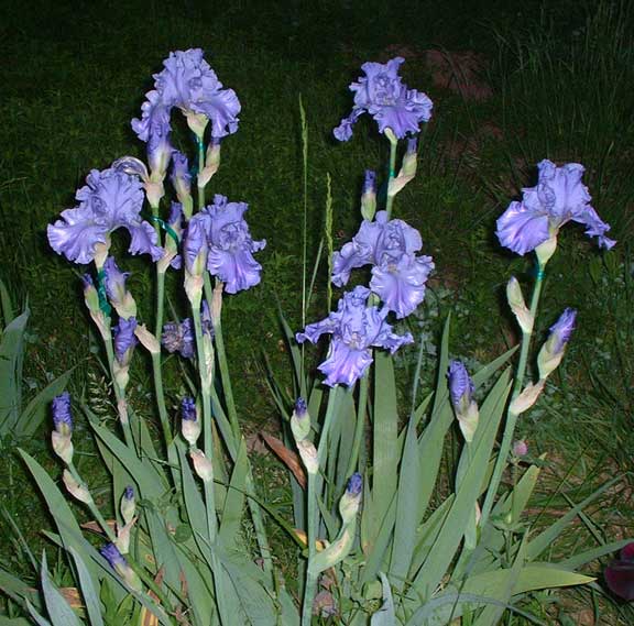 JPEG image