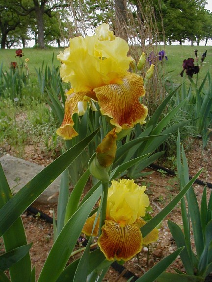 JPEG image
