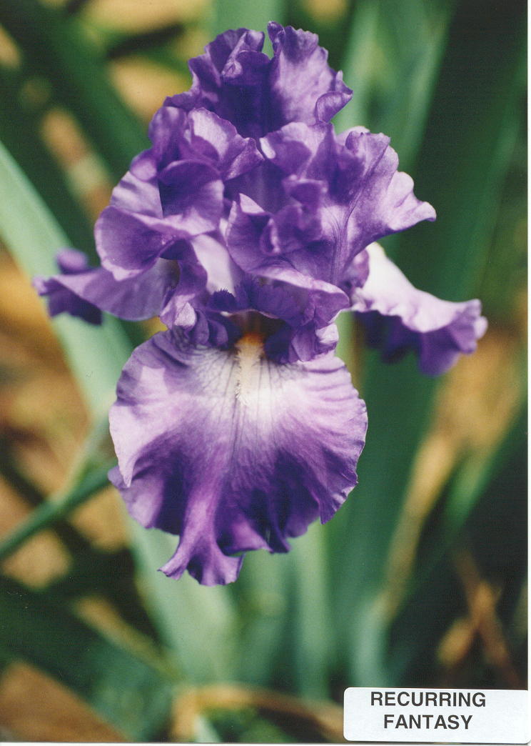 JPEG image
