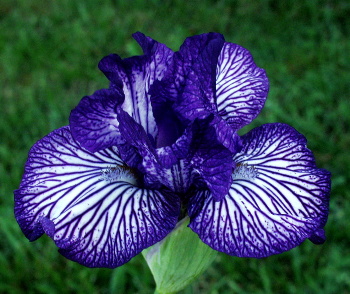 JPEG image
