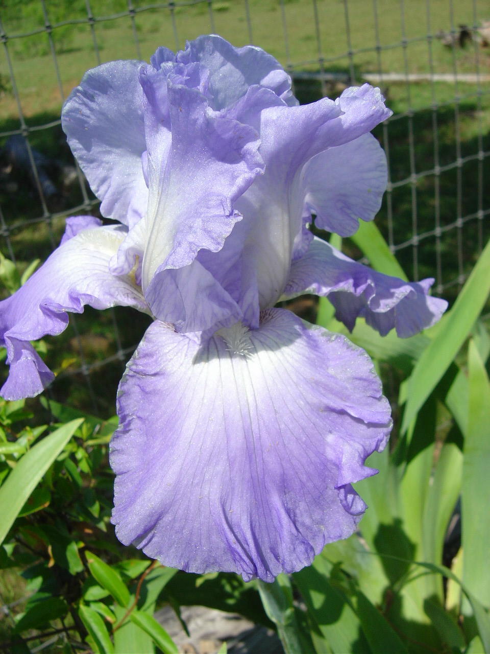 JPEG image