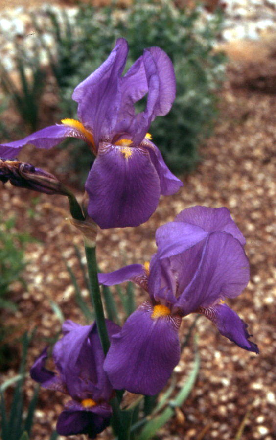 JPEG image