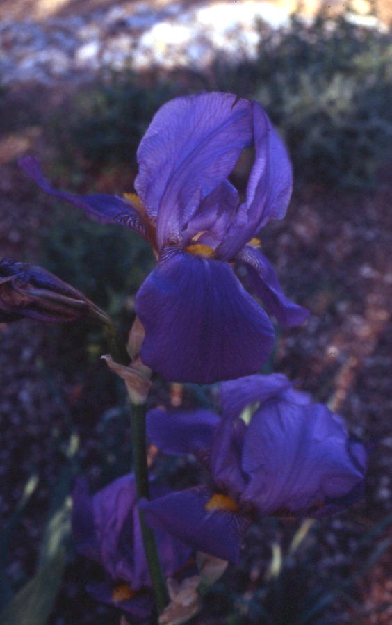 JPEG image