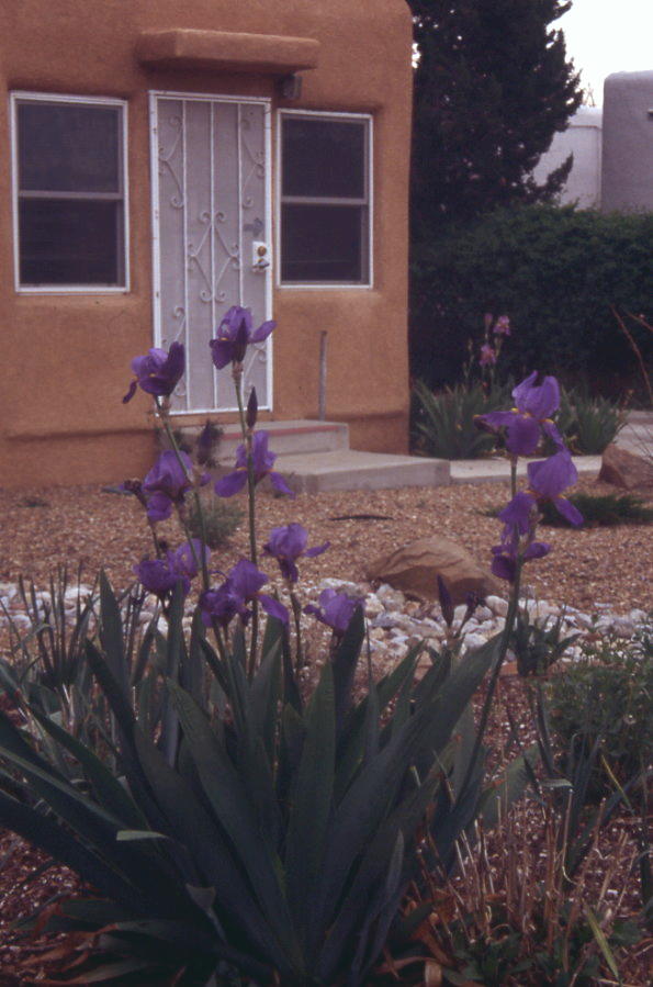 JPEG image