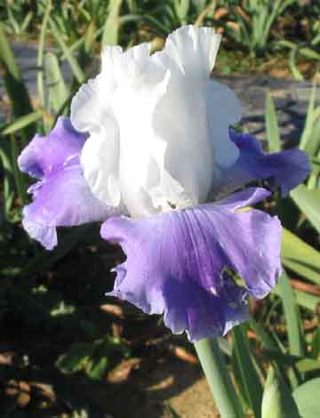 JPEG image