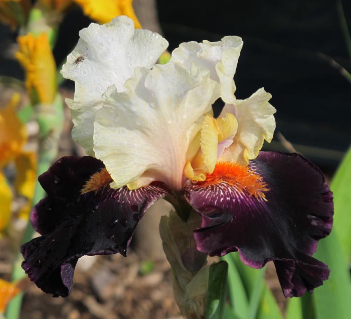 JPEG image