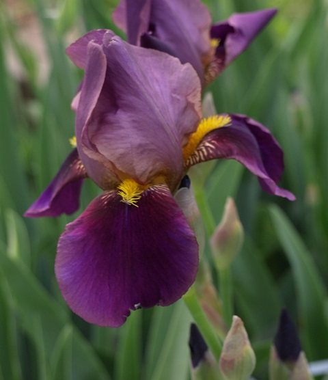 JPEG image