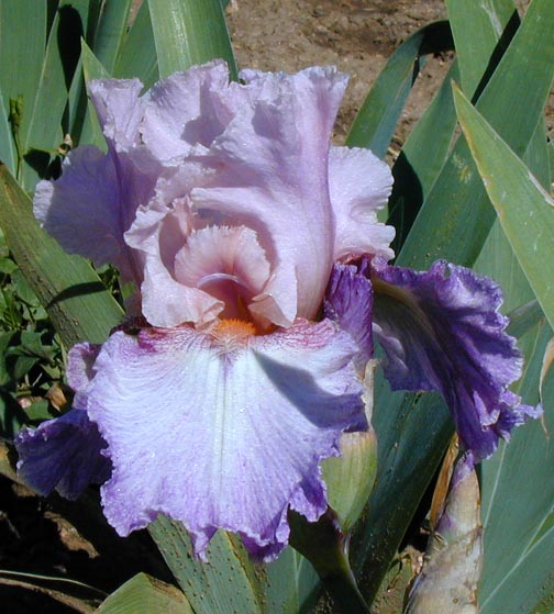 JPEG image