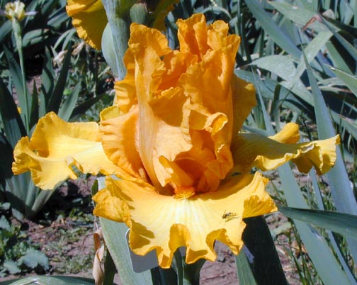 JPEG image