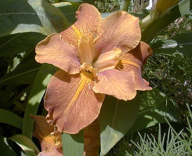 JPEG image