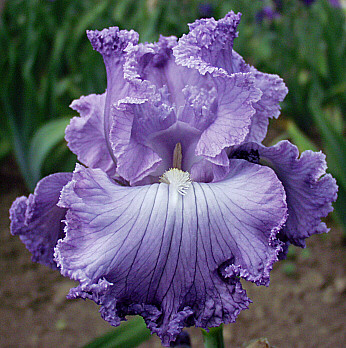 JPEG image