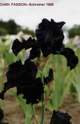 JPEG image
