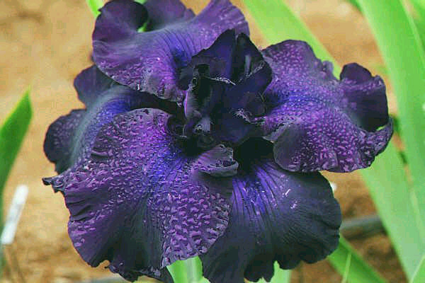 JPEG image