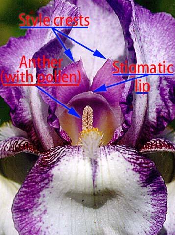 JPEG image