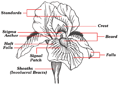 JPEG image