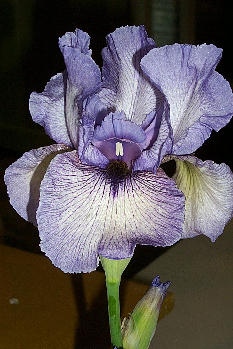 JPEG image