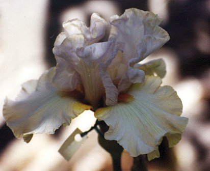 JPEG image