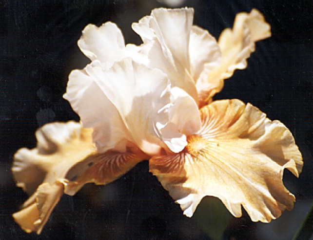 JPEG image