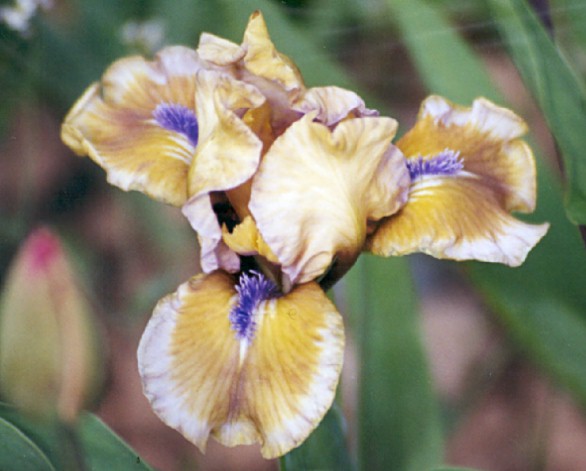 JPEG image