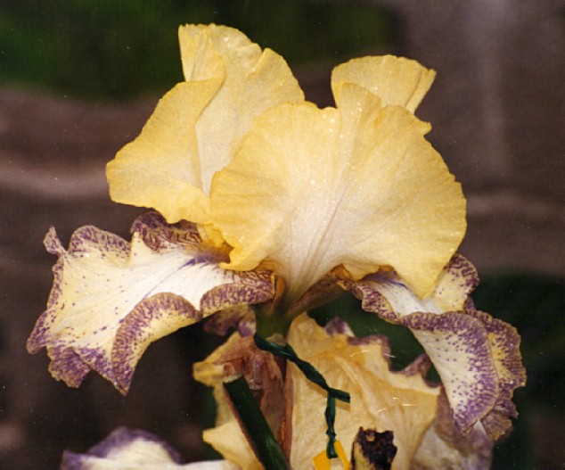 JPEG image