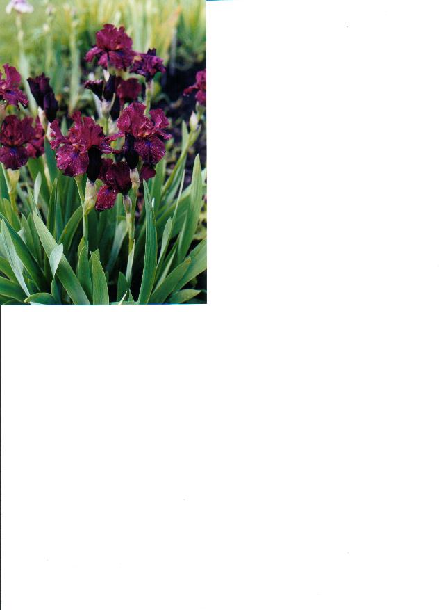 JPEG image