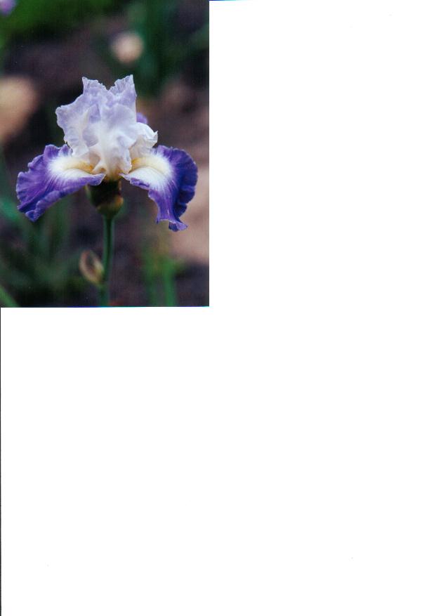 JPEG image