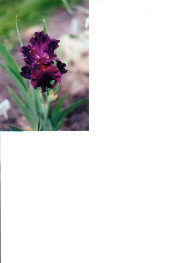 JPEG image