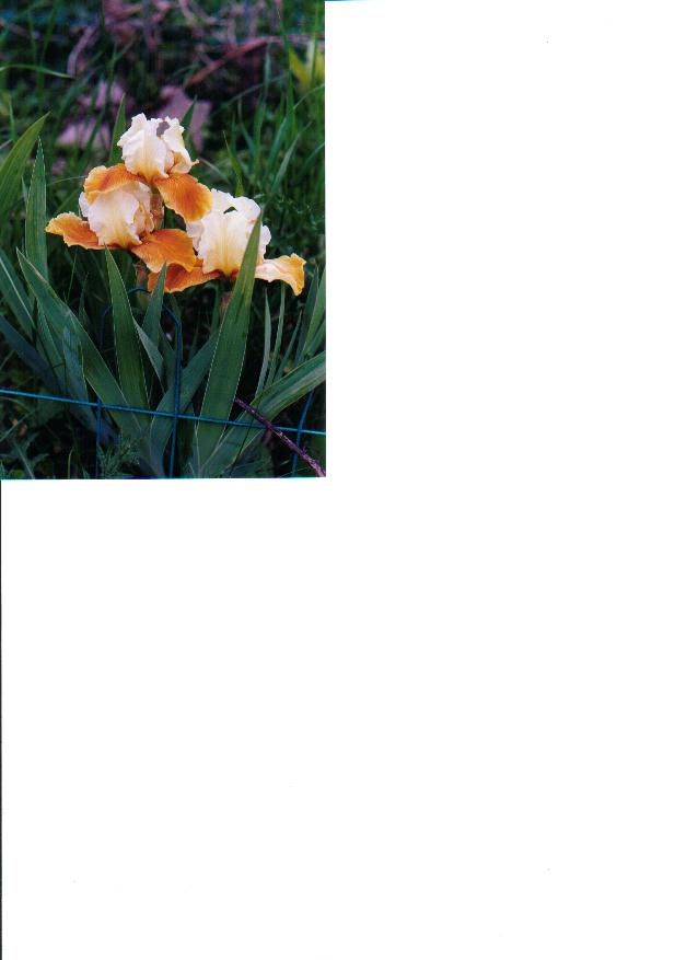 JPEG image
