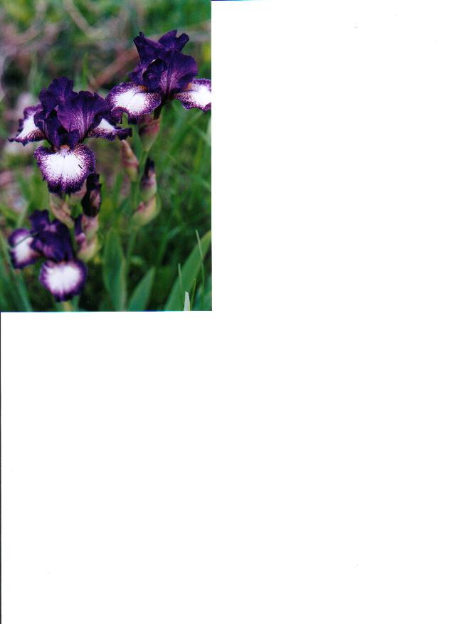 JPEG image