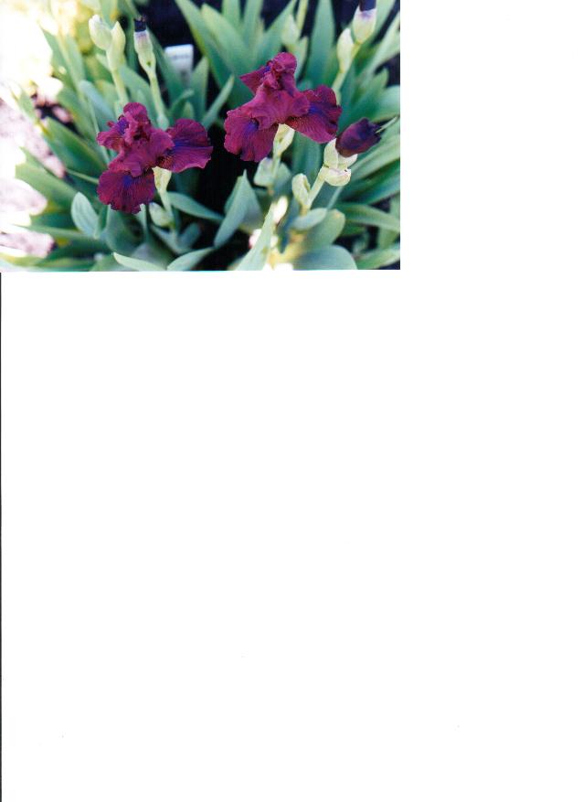 JPEG image