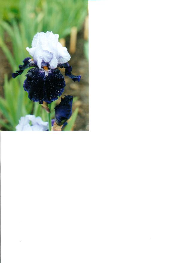 JPEG image