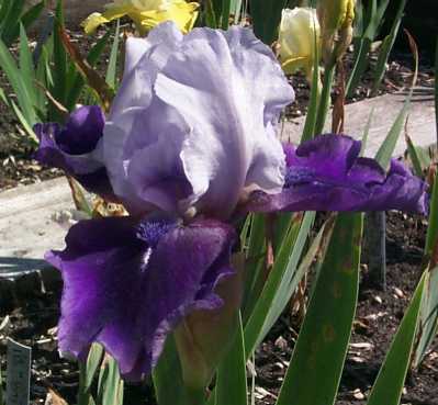 JPEG image