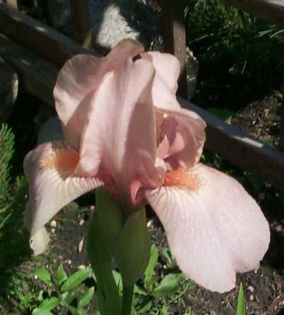 JPEG image